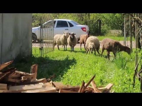 Что за дрова-кубики нам привезли? Снова бараны в гостях : ) Обзор продуктов