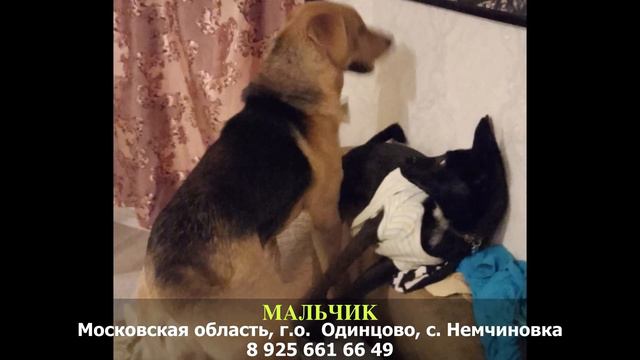 Пропала собака! МАЛЬЧИК. Московская область, г.о. Одинцово, с. Немчиновка смотреть онлайн