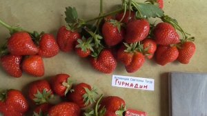 ГУРМАНДИН - новый сорт НСД с крупной и сладкой ягодой. / частная коллекция Светланы Татур.