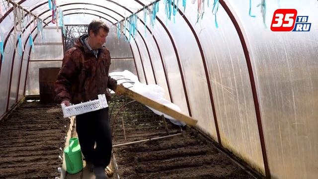 Посев капусты в теплицу на рассаду