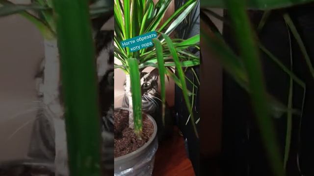 Ногти обрезать коту пора #кот #котики #рекомендации смотреть онлайн