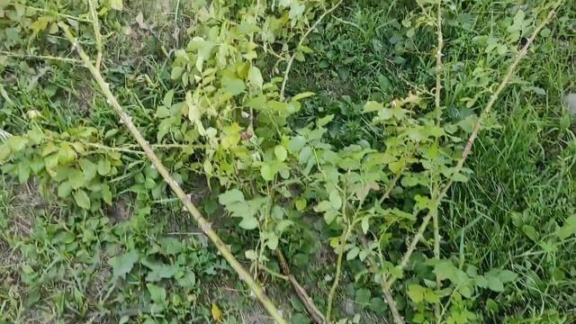 Страшное заболевание роз!!!Роза не цветет и не растет.Обрезка плетистых роз летом. смотреть онлайн