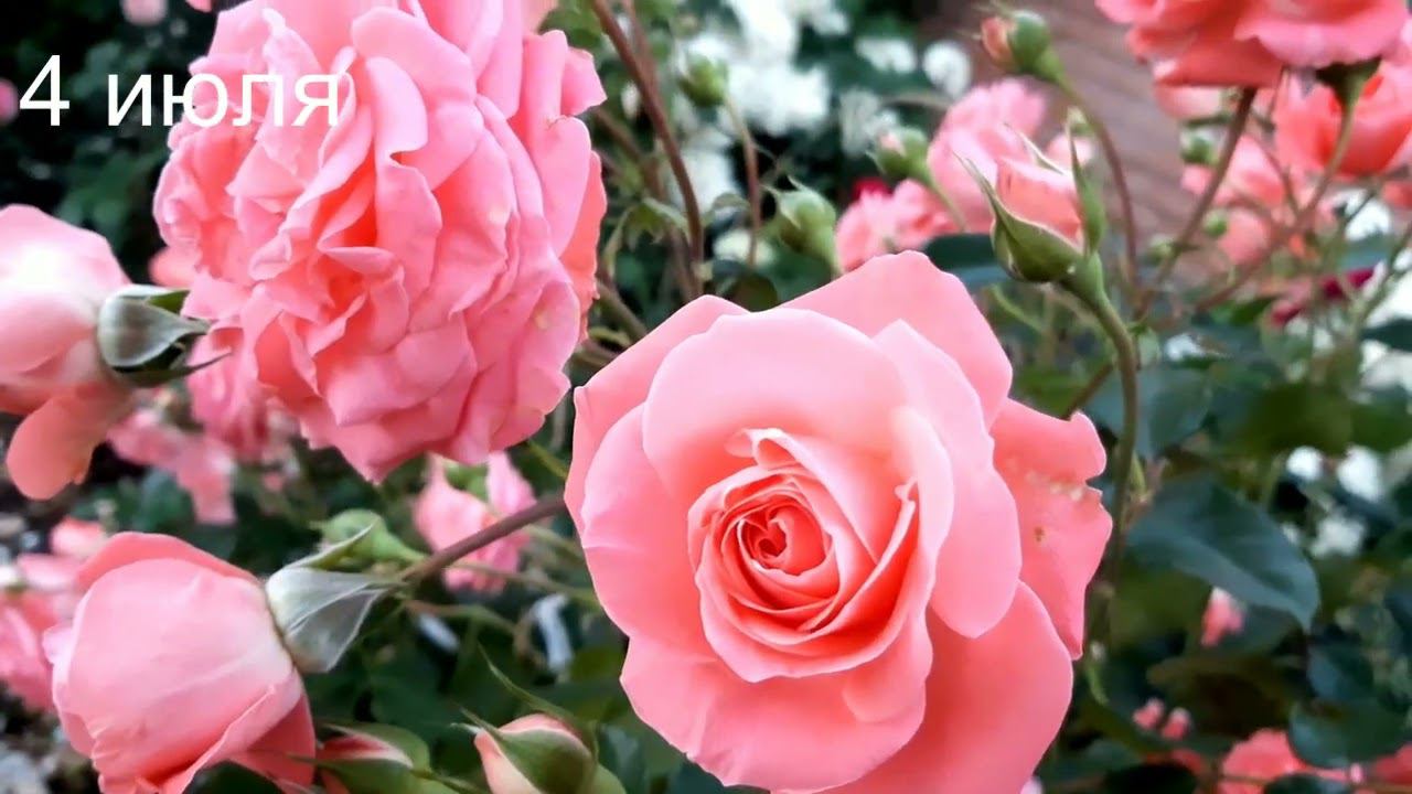 Роза Шакенборг смотреть онлайн