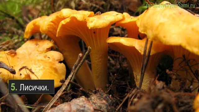 Какие грибы можно выращивать дома на своем участке смотреть онлайн