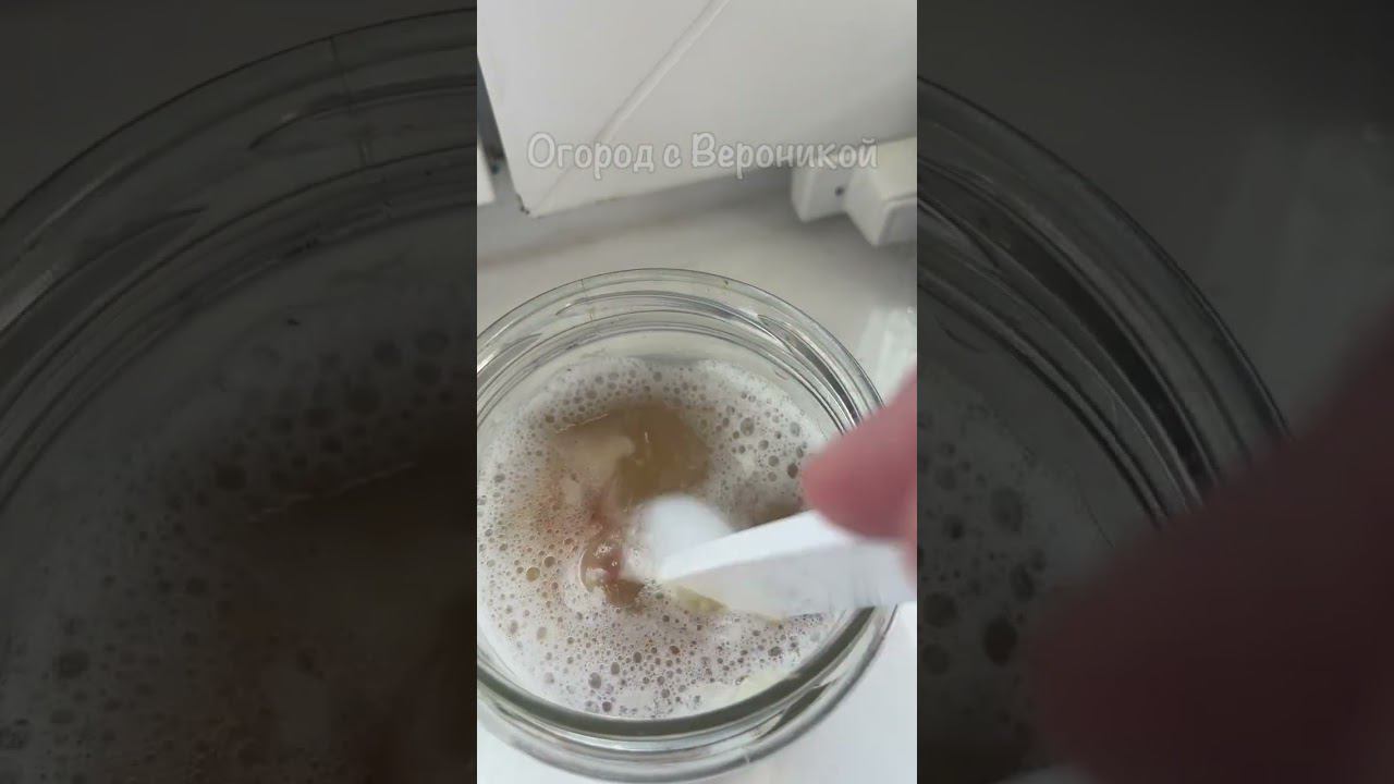 Всего 1 ЛОЖКА под рассаду томатов и она растет на глазах! Толстая и коренастая рассада за 2 дня! смотреть онлайн