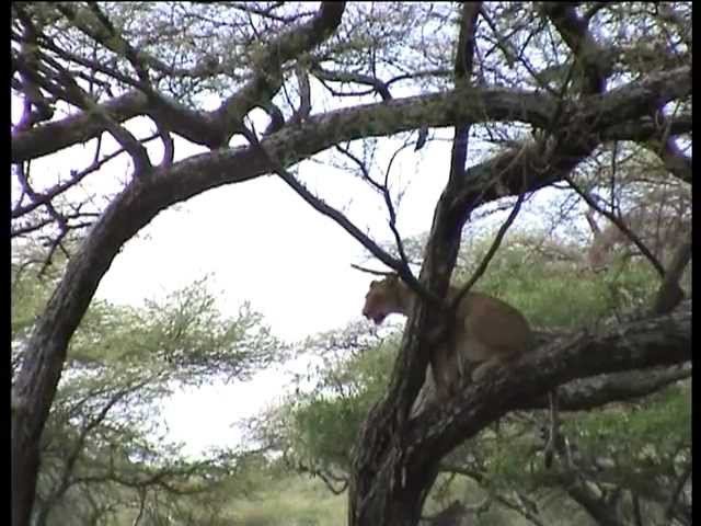 Килиманджаро-восхождение,Маньяра-сафари. Kilimanjaro
