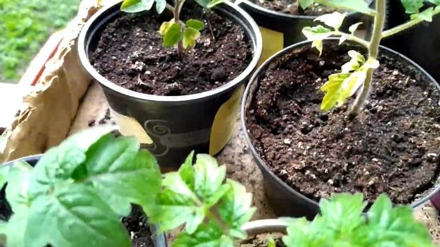 Земляника в квартире. Огород на балконе и подоконнике смотреть онлайн