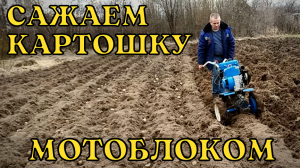 Посадка картошки мотоблоком