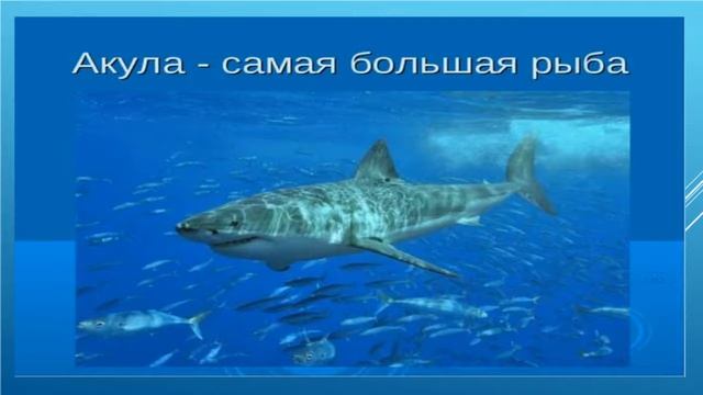 кто живёт в воде!животные и растения смотреть онлайн