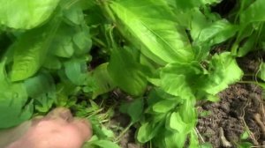 САМЫЙ ЛУЧШИЙ СУПЕР-СИДЕРАТ БАЗ НЕДОСТАТКОВ. ОН ЕСТЬ!