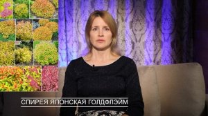 ТОП-7 СПИРЕИ - самые неприхотливые сорта