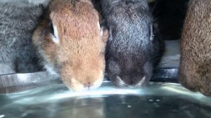 Как поить кроликов зимой при уличном содержании