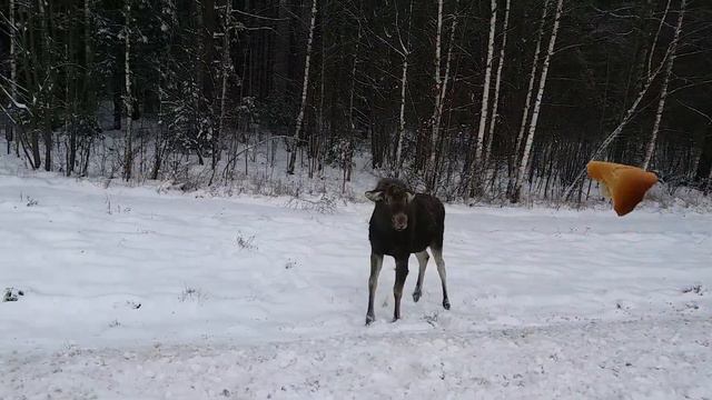 /встреча с лосем/сморгонь/лях/дабрый лось/ смотреть онлайн