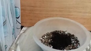 Пересадка ЛАВРА БЛАГОРОДНОГО в плошку БОНСАЙ