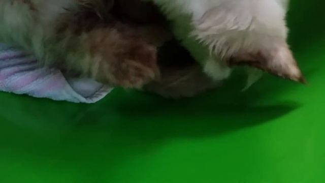 For the first time my cat (Samar) is in labor смотреть онлайн