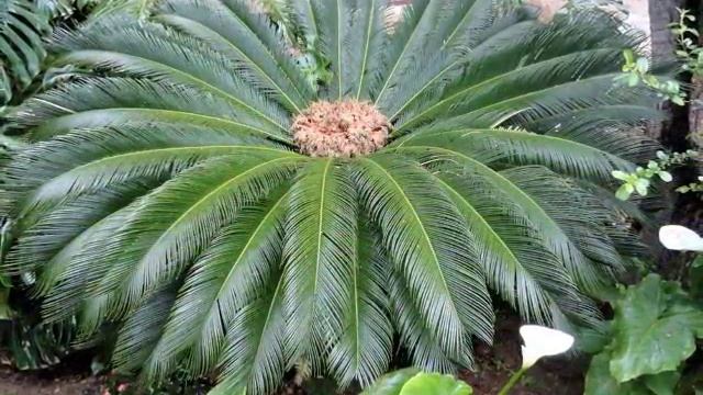 Villa Palagonia Bagheria Sicilië смотреть онлайн