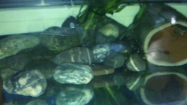 Разведения анциструсов ч.1