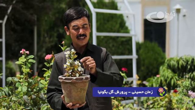 گل بگونیا смотреть онлайн