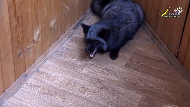 Лиса - футболист, играет в футбол в квартире смотреть онлайн