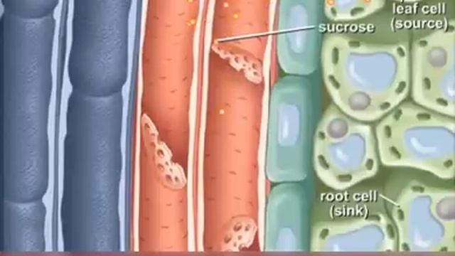 Phloem Loading смотреть онлайн