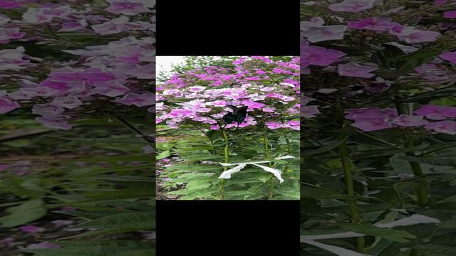 Махаоны (Приморский край) смотреть онлайн