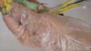 Болезни волнистых попугаев их симптомы и лечение