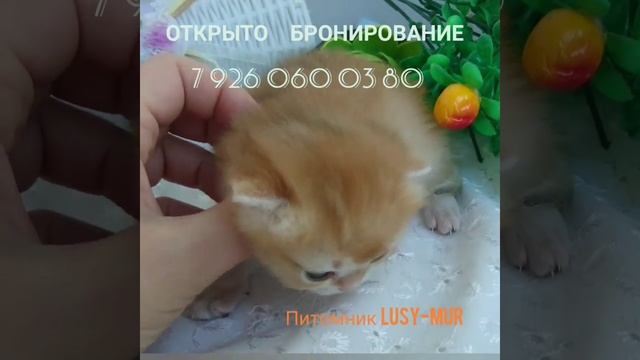 Золотые тикированные британские котята смотреть онлайн