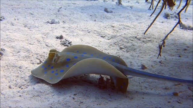 Plongée Mer rouge Diving Red sea Marsa Alam смотреть онлайн