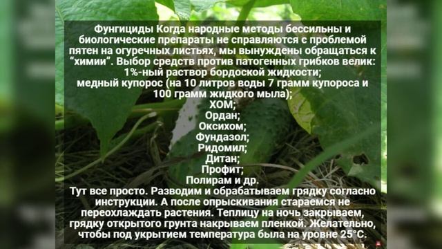 Как легко избавиться от желтых пятен на огурцах
.Причины, если листья огурцов желтеют
. смотреть онлайн