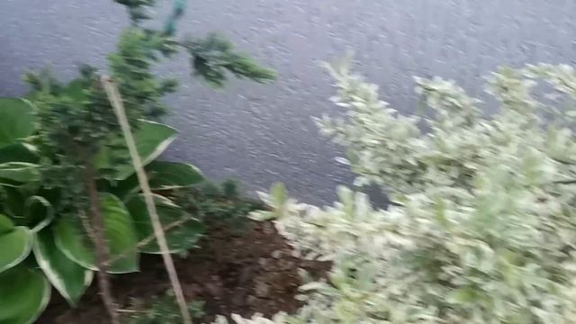 МОЙ ЦВЕТУЩИЙ САД