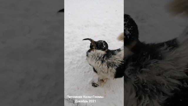 Декабрь 2021. Питомник Козы-Гномы смотреть онлайн