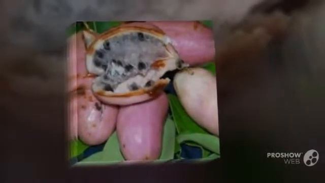 Holboellia - garden plants смотреть онлайн