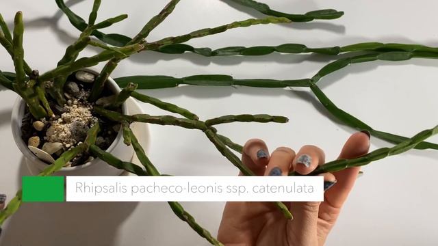 Rhipsalis Paradoxa Subspecies Paradoxa