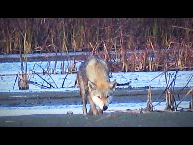 ВСТРЕТИЛ ВОЛКА. ОХОТА НА УТКУ, тут её ОЧЕНЬ МНОГО. Затерянный мир (попытка №1) смотреть онлайн