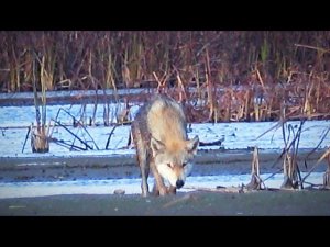 ВСТРЕТИЛ ВОЛКА. ОХОТА НА УТКУ, тут её ОЧЕНЬ МНОГО. Затерянный мир (попытка №1)
