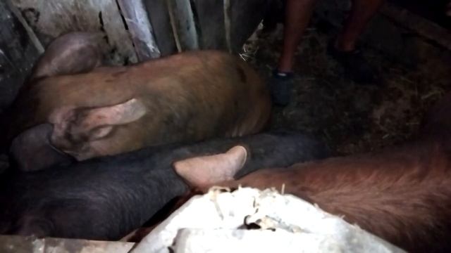 Обмеры, уколы, песня. смотреть онлайн