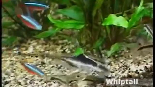 Растения в аквариуме, и как правильно выращивать их в аквариуме