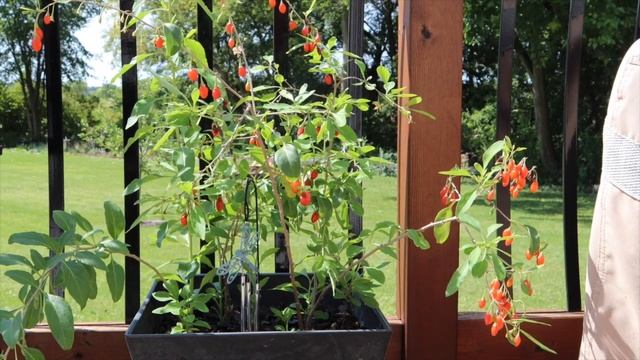 Growing Goji Berry Plants in Zone 5a смотреть онлайн