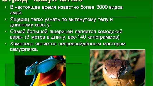 Пресмыкающиеся рептилии смотреть онлайн