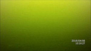 Чудовища озера Бросно