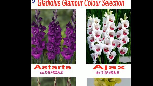 Bulb Haul | Unboxing Amaryllis | Spring/Summer Flower Bulbs | Green Farms | Muneer Hussain смотреть онлайн