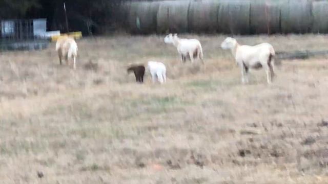 Katahdin Sheep Update