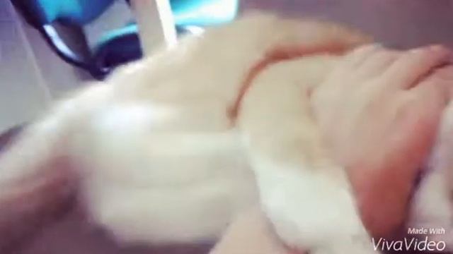 Мимими, просто прелесть:3 смотреть онлайн