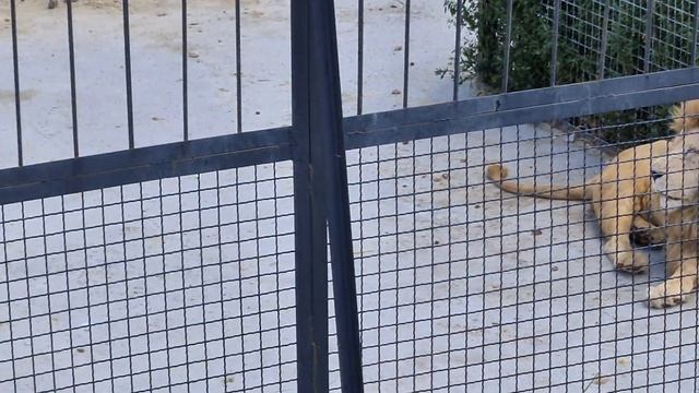 Гривастая белая гвардия) Тайган смотреть онлайн