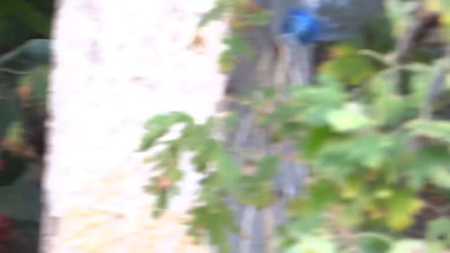 Воробьи на кустах ежевики смотреть онлайн