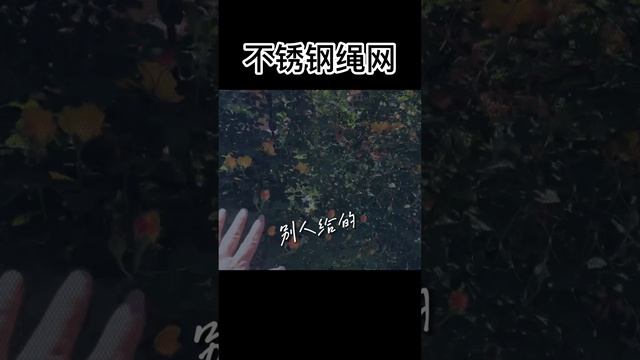 Horticultural Green Plant Climbing Net