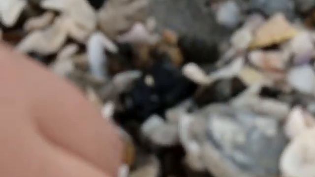 Venice Beach 5-10-10 044.mpg смотреть онлайн