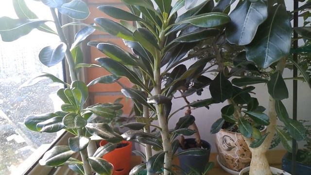 Обзор балкончика. Выселение под солнышко смотреть онлайн