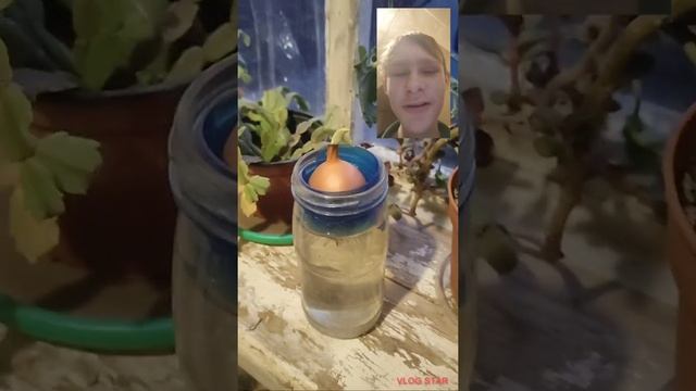 Выращиваю лук в банке 3 часть третий день [как вам вместе с фронталкой?] смотреть онлайн