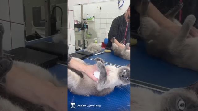 Как вычесать кота смотреть онлайн